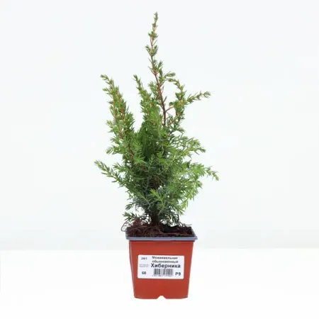 Можжевельник обыкновенный Хиберника можжевельник чешуйчатый блю стар с2 20 30 см
