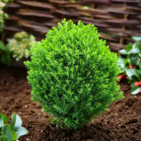 Туя западная Тедди ø9 h10 см