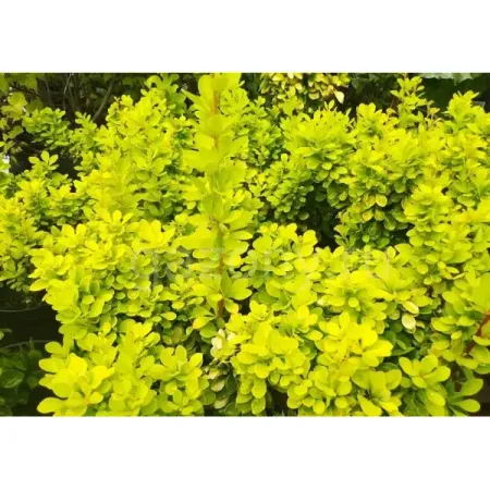 Барбарис Тунберга Голден Хоризон