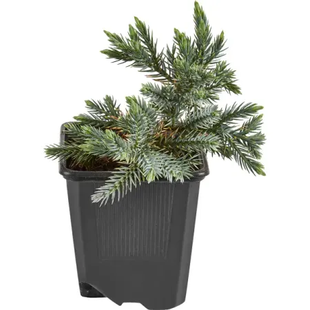 Можжевельник чешуйчатый Блю Стар ø9 h15 см можжевельник чешуйчатый блю карпет ø9 h15 см