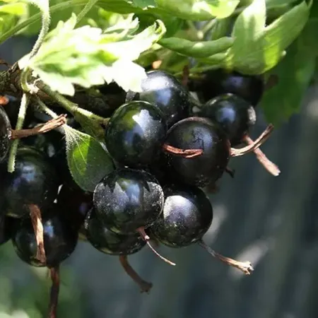 Смородина золотистая Ида h37 см памятная банкнота зимбабве 100 триллионов золотистая