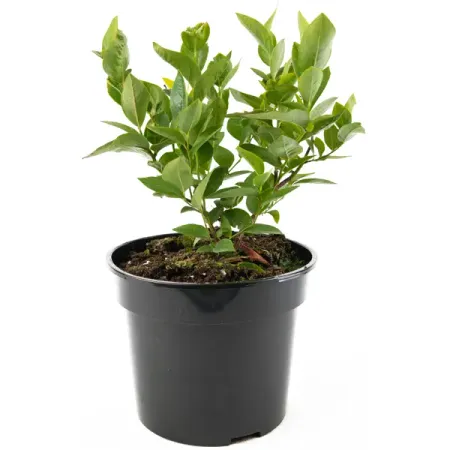 Голубика Duke горшок h35-55 см перьевая ручка duke 2009 memory charlie chaplin