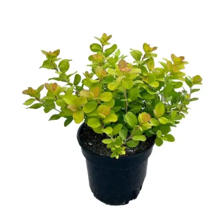 Спирея березолистная Тор Голд ø14 h15 - 30 см коктейль oakheart ориджинал спайсд голд россия 0 7 л кола 2х0 33 л