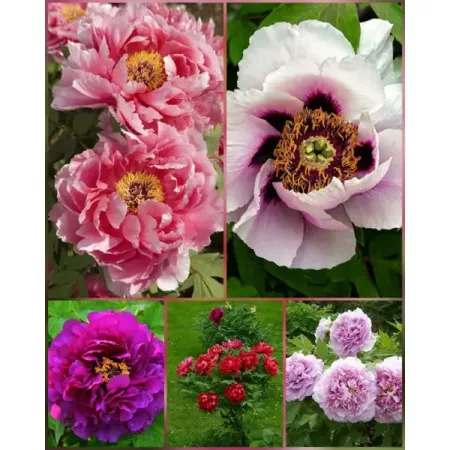 Пион древовидный микс ø9.2 h36 см