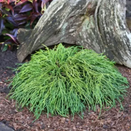 Кипарисовик горохоплодный.Филифера Нана ø9 h10 см