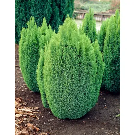 Кипарисовик лавсона Элвуди Голд ø9 h10 см