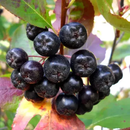 Рябина черноплодная, в коробке