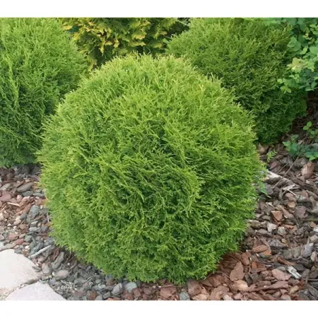 Туя западная Даника ø9 h15 см