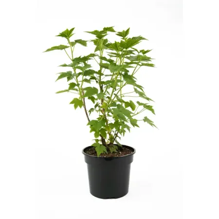 Смородина черная Ядреная 20-30 см