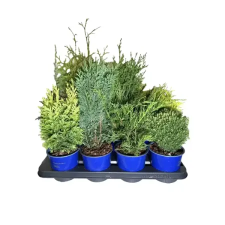 Можжевельник микс ø17 h20 см можжевельник чешуйчатый блю стар с2 20 30 см