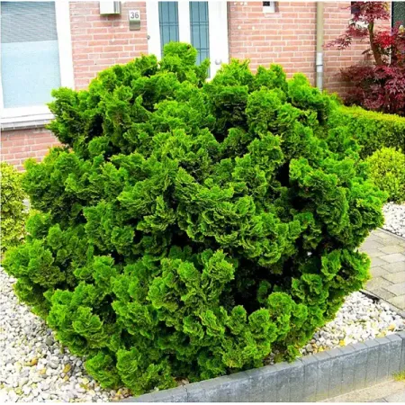 Кипарисовик туполистный Нана Грацилис ø9 h15 см искусственные сосновые шишки 6 10 шт