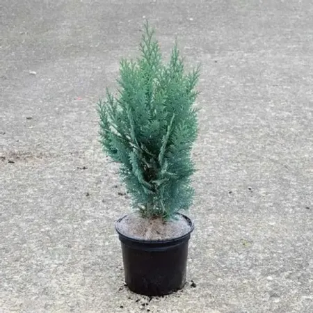 Кипарисовик лавсона Колумнарис