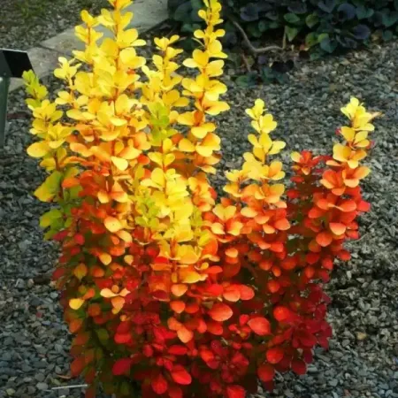 Барбарис Тунберга Торч Дор барбарис тунберга голден ринг контейнер 1 5 2 л