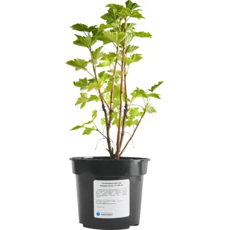 Смородина красная Андрейченко 20-30 см искусственные красные ягоды holly