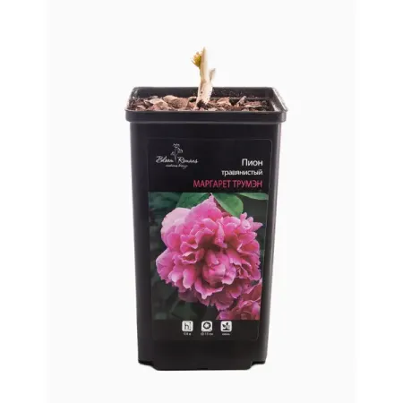 Пион травянистый микс ø12 h15 см Цветочный альянс