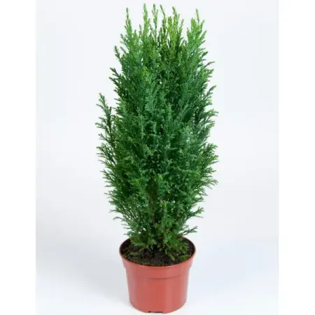 Кипарисовик лавсона Элвуди ø9 h10 см