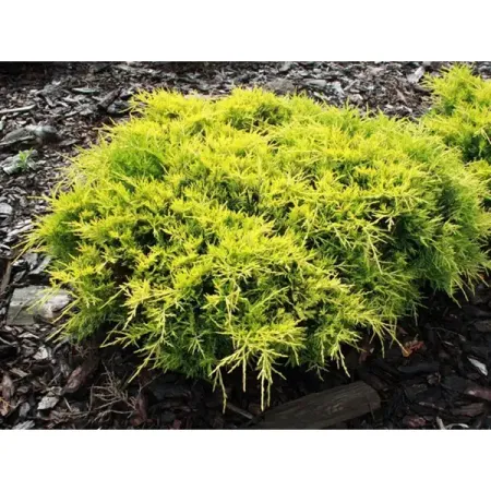 Можжевельник средний Олд Голд ø9 h15 см резиновая статуэтка средний палец