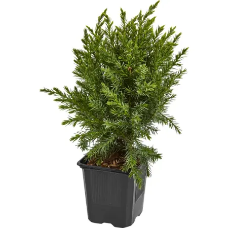 Можжевельник китайский Стрикта ø9 h15 см можжевельник чешуйчатый блю стар с2 20 30 см