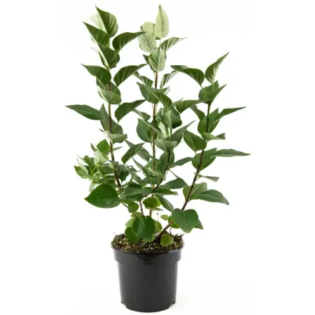 Сирень обыкновенная Огни Донбасса h45-65 см светодиодные тыквенные огни для хэллоуина