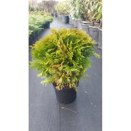 Туя западная Мириам ø23 h30 - 35 см