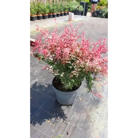 Барбарис Тунберга Фламинго ø23 h40 - 60 см фоторамка для фотобудки фламинго weigao