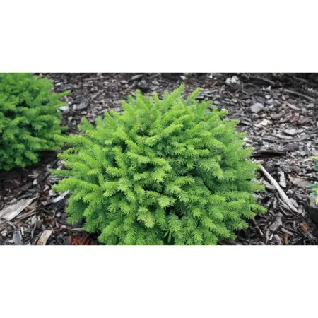 Ель обыкновенная Пумила Глаука ø5 h25 - 35 см