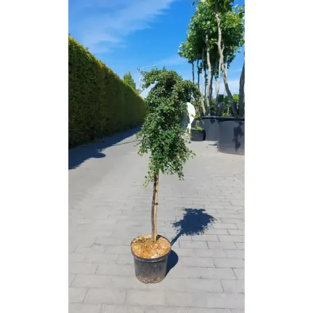 Кизильник лежачий Штрайбс Файндлинг ø23 h80 см