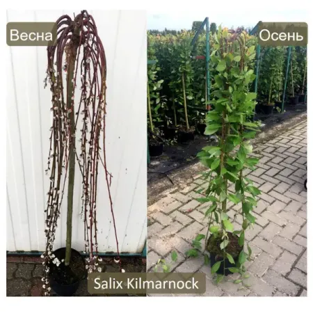 Ива козья Килмарнок ø23 h120 см