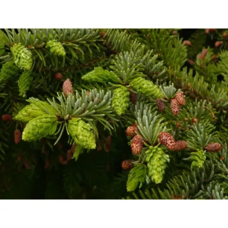 Ель сербская комнатная ø30 h100 - 120 см