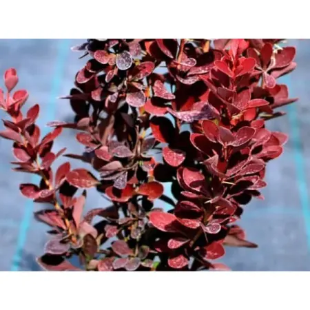 Барбарис Тунберга Ред Рокет ø19 h30 - 50 см настойка сладкая wild berries barberry барбарис россия 0 5 л