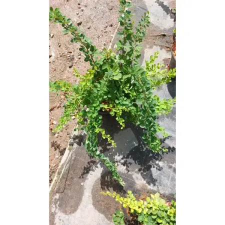 Барбарис Тунберга Грин Карпет ø23 h30 - 50 см можжевельник чешуйчатый блю карпет ø9 h15 см