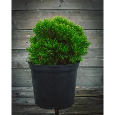 Сосна гельдрейха Шмидти ø23 h20 - 40 см sunmade мисти сосна искусственные растения 6 шт