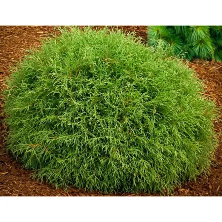 Туя западная Мистер Боулинг Бол ø19 h30 - 40 см