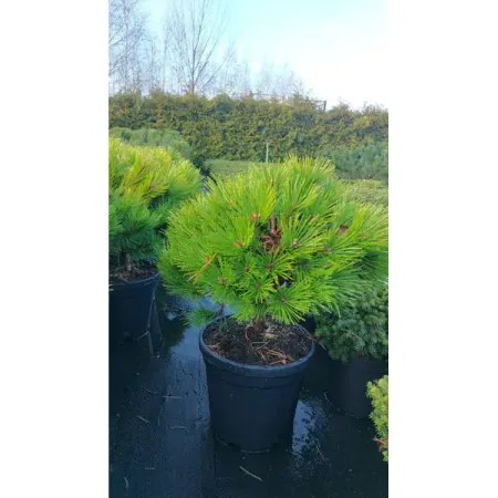 Сосна горная Лоу Глоу ø26 h40 - 60 см sunmade мисти сосна искусственные растения 6 шт