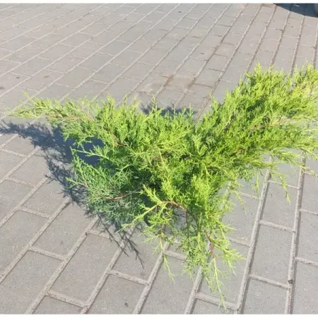 Можжевельник средний Олд Голд ø17 h20 - 30 см