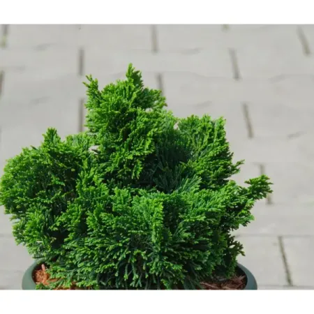 Кипарисовик туполистный Нана Грацилис ø23 h20 см
