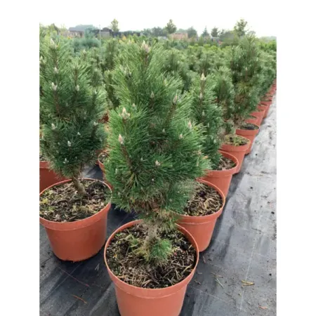 Сосна черная Комет ø28 h30 - 50 см sunmade мисти сосна искусственные растения 6 шт