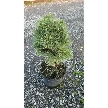 Сосна горная Колумнарис ø23 h30 - 50 см sunmade мисти сосна искусственные растения 6 шт