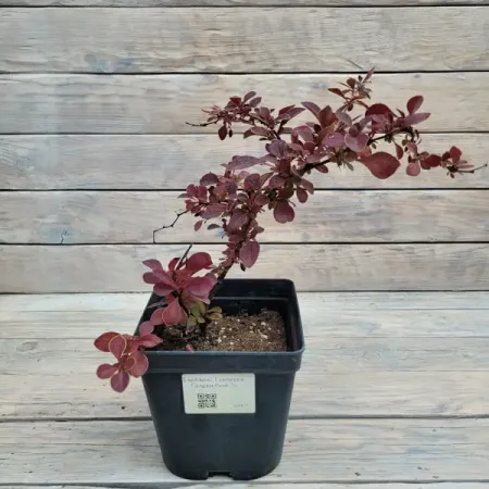 Барбарис Тунберга Голден Ринг ø9 h10 см