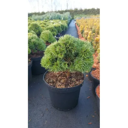 Сосна горная Оллгау ø23 h20 - 40 см sunmade мисти сосна искусственные растения 6 шт