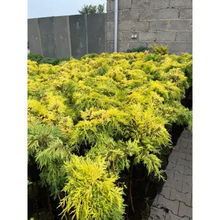 Можжевельник средний Голд Стар ø23 h60 см