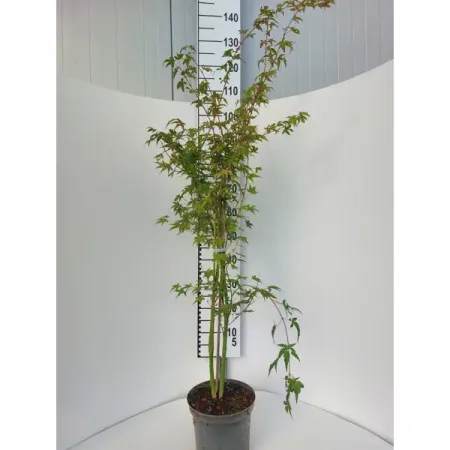 Клен веерный Катсура ø23 h100 - 120 см