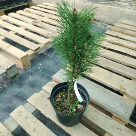 Сосна черная Пирамидалис ø23 h60 - 80 см sunmade мисти сосна искусственные растения 6 шт