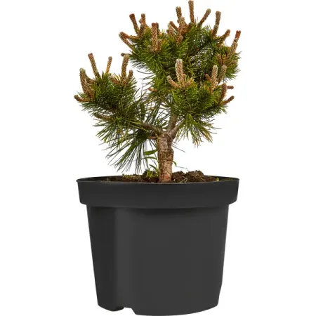 Сосна горная Офир h20 - 40 см sunmade мисти сосна искусственные растения 6 шт