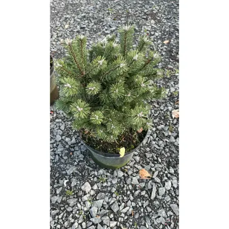 Сосна горная Хейнис Триумф ø26 h20 - 40 см sunmade мисти сосна искусственные растения 6 шт