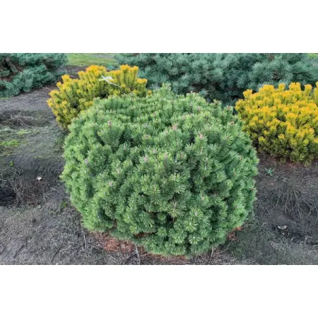 Сосна горная Мопс h30 см