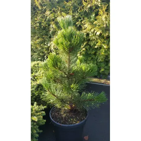 Сосна белокорая Малинки ø26 h30 - 50 см sunmade мисти сосна искусственные растения 6 шт