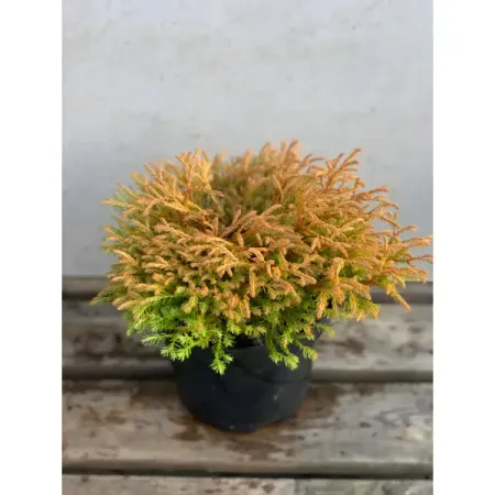 Туя западная Голден Таффет ø9 h10 см