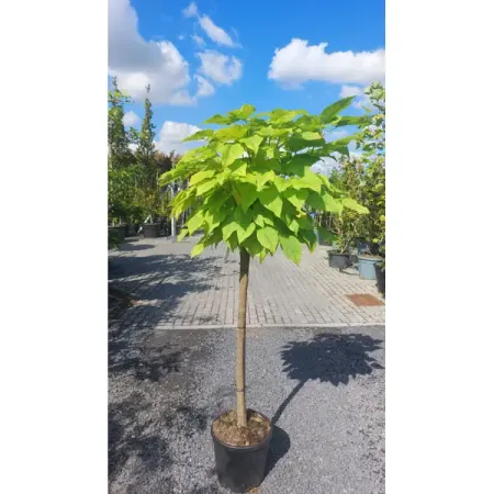 Катальпа бигнониевая Нана ø32 h90 см