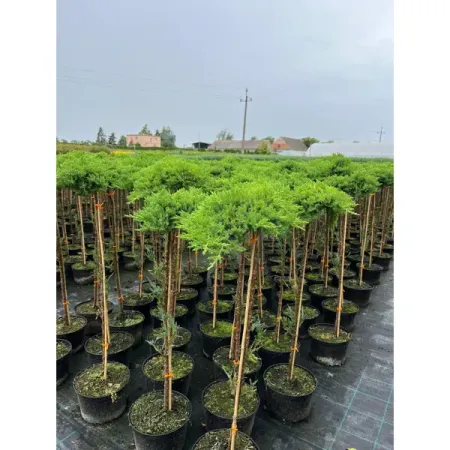 Можжевельник лежачий Нана ø23 h100 см